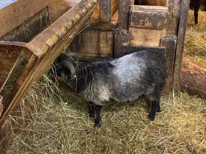 Bild 2:Ouessantschafbock