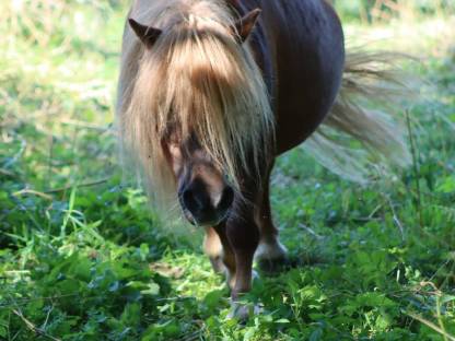 Bild 3:Minishetty Prämienstute mit oder ohne Fohlen