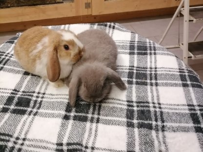 Bild 3:Zwergwidder Zwergkaninchen