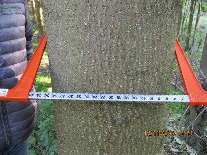 Bild 2:Paulownia, Kiri, Blauglockenbaum