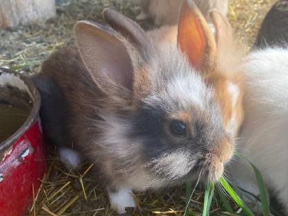 Bild 6:Babyhasen zu verkaufen