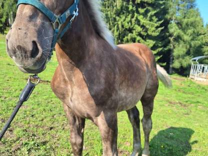 Bild 5:Noriker Hengstfohlen Tannenberg Vulkan