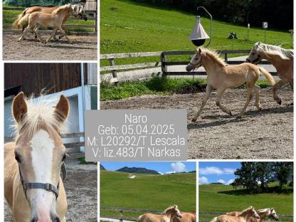 Bild 6:Tiroler Haflinger Wallach, Hengst, Jährling