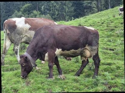 Verkaufe Pinzgauer x Red Friesian Kuh