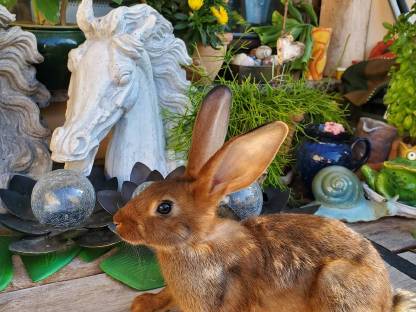 Bild 3:Hasenkaninchen reinrassig