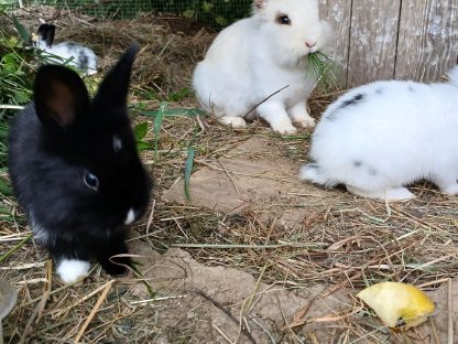 Hasen Zwergkaninchen Mischlinge