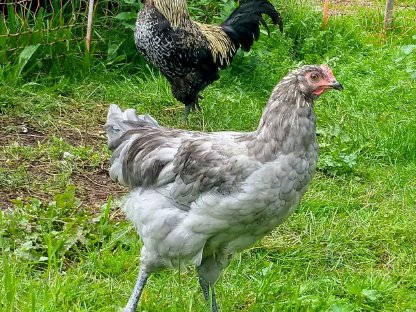 Bild 3:Hähne zu vergeben