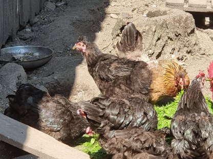 Bild 6:Verschenken Seidenmischlings-Hühner