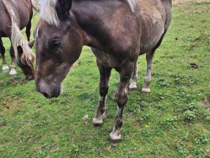 Bild 2:Noriker Hengstfohlen