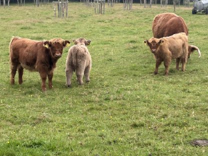 Bild 2:Schottische Hochlandrinder