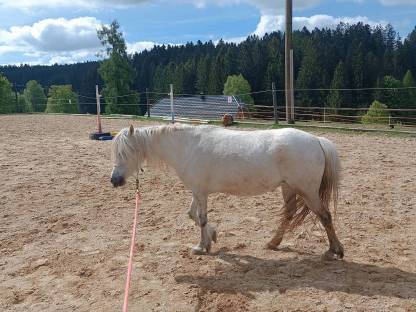 Bild 3:Liebe Ponystute Sunny an Bestplatz