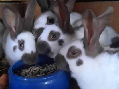 Bild 4:Deutsche Riesenschecken