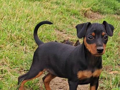 Zwergpinscher Welpen