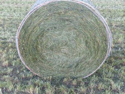 Bild 2:Bio Kleegrasballen