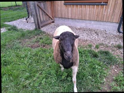 Bild 3:Dorper Bock