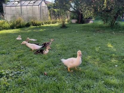 Bild 3:Junge Moschusenten