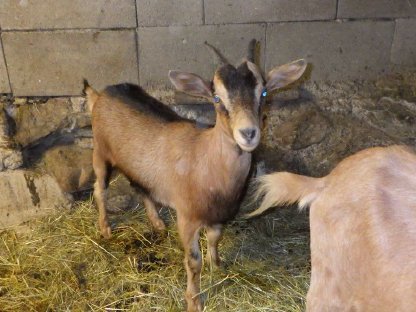 Bild 4:Zackelschafe, Ziegen