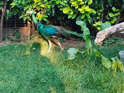 Bild 6:Pfauenhahn Ährenträger