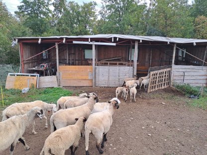 Bild 3:Schafherde zu verkaufen