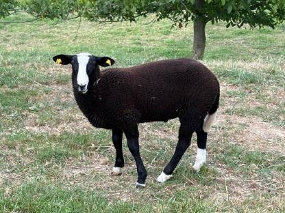 Bild 2:Zwartbles Herdenbuchbocklamm