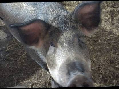 Bild 3:Fertig gemästeter Duroc-Mangalitza Kastrat