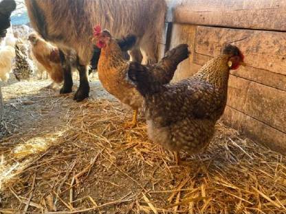 Bild 4:Cream Legbar Bruteier