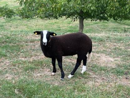 Bild 3:Zwartbles Herdenbuchbocklamm