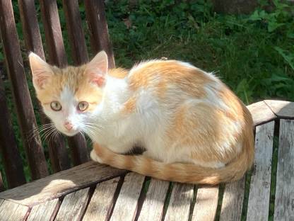 Bild 4:Kätzchen - Babykatzen - Halblanghaar - Kurzhaar