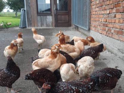 Bild 2:Araucana Jungtiere blau weizenfärbig und Zwergsussex