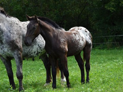 Bild 2:Flicka Falerie Noriker Tiger Stutfohlen zu verkaufen