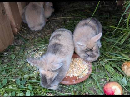 Bild 3:Zwergkaninchen in verschiedenen Farben