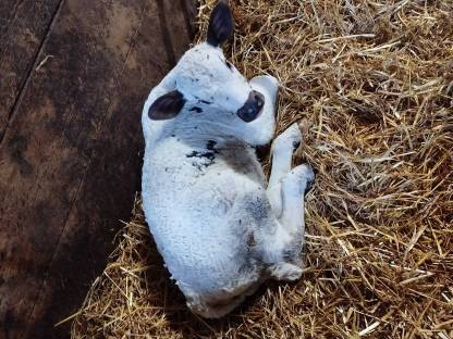 Bio Kalb weiblich