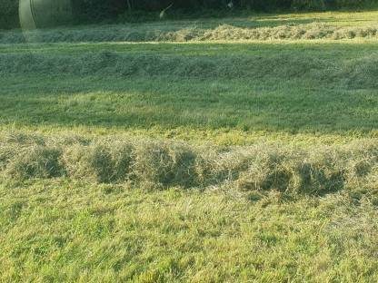 Bild 4:Pferdeheu, Heuballen, Heu, Futter, Pferdeheu