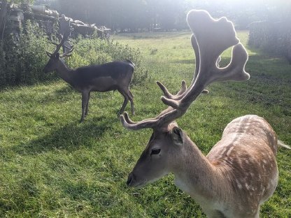 Bild 4:Damwild, Damhirsch