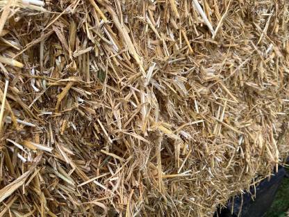 Bild 6:Gerstenstroh und Weizenstroh