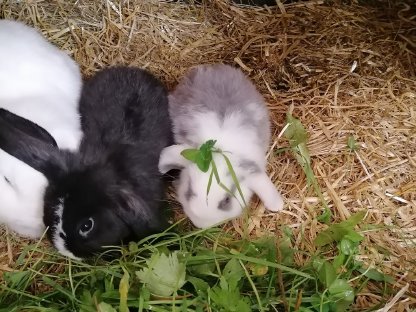 Zwergwidder Zwergkaninchen