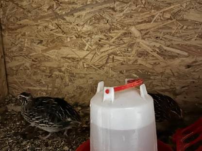 Bild 2:Bruteier Celadonwachtel