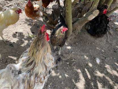 Bild 2:Hähne und Hennen, Henne auch alleine