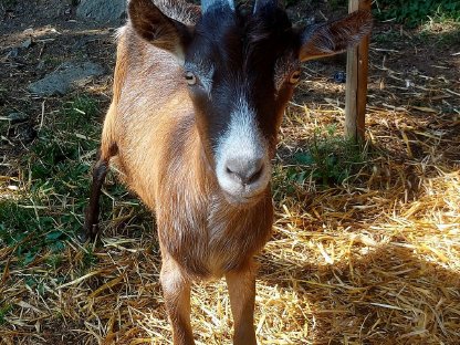 Bild 4:Jungziege Weibliche Ziege