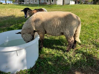 Bild 2:Shropshire Bock