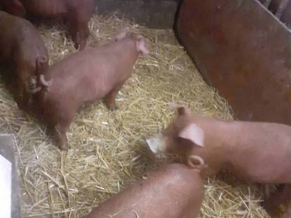 Bild 3:Duroc Ferkel - Reinrassig