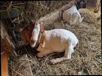 Bild 4:Burenziegenböcke