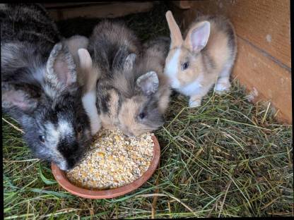 Bild 7:Zwergkaninchen zu vergeben