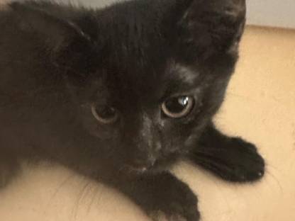Katzen