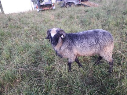 Bild 3:Alpiner Steinschafwidder BIO