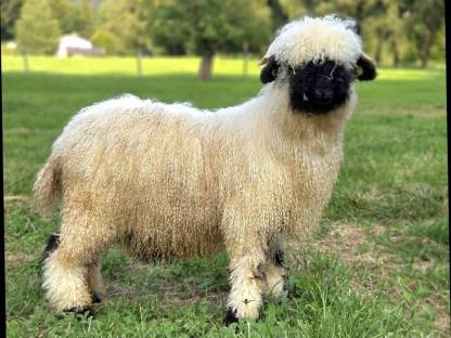 Bild 3:Walliserschwarznasen Widder G1