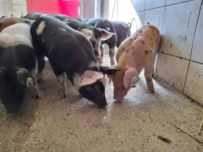 Bild 4:Verkaufen Berkshire x Pietrain und verschiedene Duroc-Kreuzungen