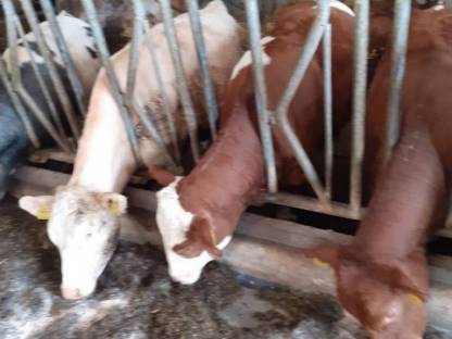 Bild 5:Selbstfangfressgitter, Liegeboxen