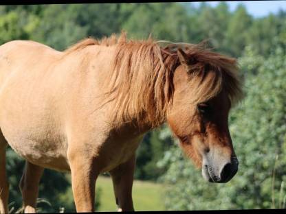 Bild 2:Angerittener Shetty Wallach