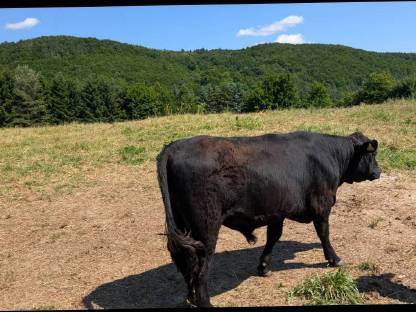 Bild 6:Galloway Kalbinnen und Stiere